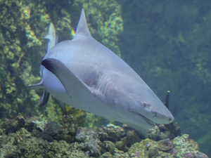 Décision historique attendue en faveur des requins au 19e sommet des espèces menacées