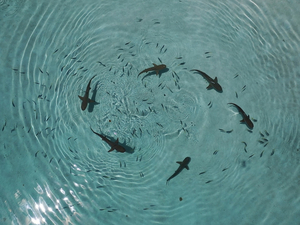 Avancée majeure dans la lutte contre l'extinction des requins