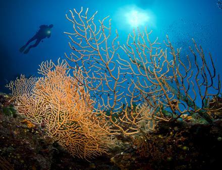 Les fonds marins, quel que soit le spot que vous choisirez, sont grandioses dans l'archipel ! Nautisme Article