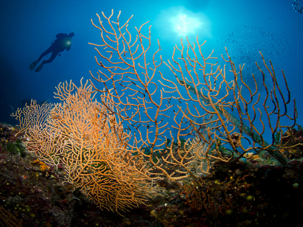 Les fonds marins, quel que soit le spot que vous choisirez, sont grandioses dans l'archipel !
