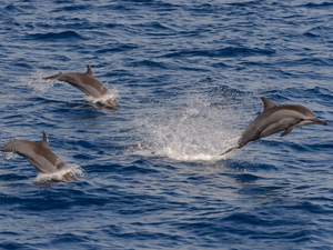 Sur la Côte d'Azur, lourdes sanctions requises pour des activités de nage avec les dauphins