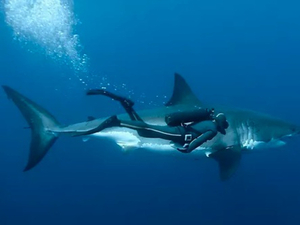François Sarano : «Je n'ai jamais eu peur en nageant avec les requins»