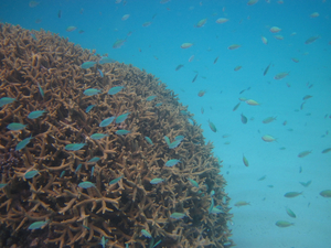 Le blanchiment du corail entraîne des bagarres 'inutiles' entre poissons