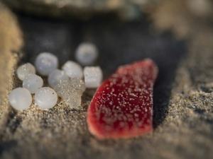 Les « larmes de sirène », une pollution omniprésente aux origines multiples