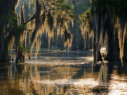 Les bayous, qui signifient « serpent » en indien, forment un vaste territoire de marécages au Sud-Est de la Louisiane, dans le pays cajun.  Les bayous, qui signifient « serpent » en indien, forment un vaste territoire de marécages au Sud-Est de la Louisiane, dans le pays cajun.