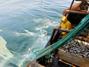  France : les objectifs de pêche durable loin d'être atteints, selon l'Ifremer