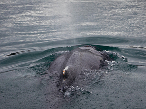 Bretagne: libérée, la baleine coincée dans la Rance fait route vers le large