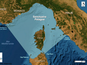 Création d'un Fonds Volontaire pour la protection des mammifères marins dans le Sanctuaire Pelagos