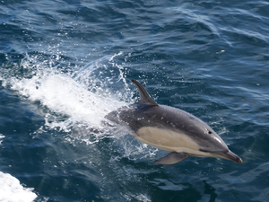 Un drone dans le Golfe de Gascogne pour étudier les interactions entre dauphins et pêcheurs