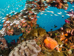 Nouveau traité sur l'océan : l'heure des décisions est venue pour la communauté internationale 