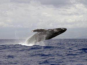 A la saison des amours, le chant des baleines s'est tu et c'est bon signe