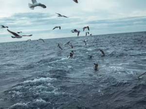 L'UE va interdire le chalutage de fond dans les aires marines protégées d'ici 2030