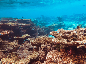 La recherche médicale à l'assaut des molécules cachées dans les fonds marins