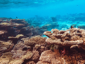Des coraux protégés remis par les douanes à Océanopolis