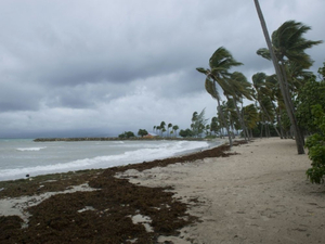 Guadeloupe: les sargasses envahissent les plages, l'Etat cherche des solutions