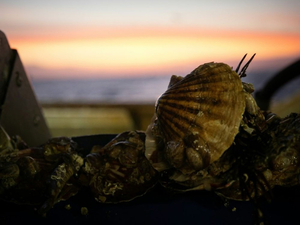 Coquille Saint-Jacques : l'or blanc du Bessin se porte bien
