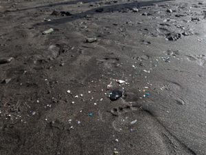 Les microplastiques détraquent le système digestif des oiseaux marins