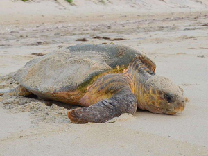 Le réchauffement climatique favorise-t-il la colonisation de la Méditerranée par les tortues caouannes ?