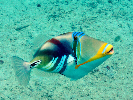 Poisson perroquet Poisson perroquet