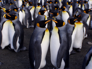 Le déclin des manchots pourrait aggraver le changement climatique