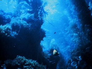 Océans : des chercheurs mettent un prix sur les services rendus par des forêts d'algues