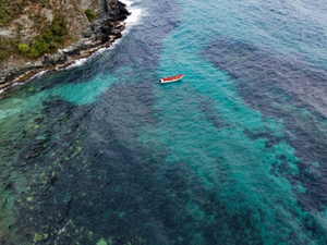 Un corail assassin menace récifs vénézuéliens et, au-delà, les Caraibes