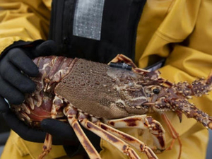 Dans la Manche, des poissons suivis à la trace... acoustique