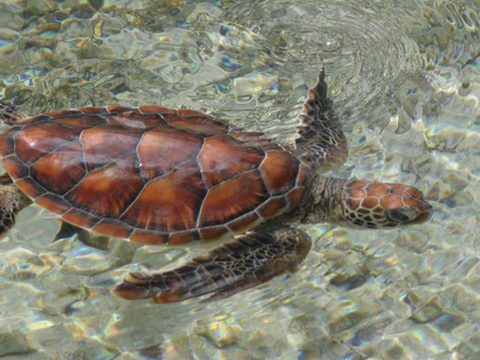 Parmi les créatures que vous pouvez retrouver dans les eaux de Wallis-et-Futuna : des tortues imbriquées, des raies léopards, des requins ou encore des napoléons. Parmi les créatures que vous pouvez retrouver dans les eaux de Wallis-et-Futuna : des tortues imbriquées, des raies léopards, des requins ou encore des napoléons.