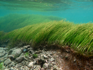 De l'urgence de protéger les posidonies, forêts bleues de Méditerranée