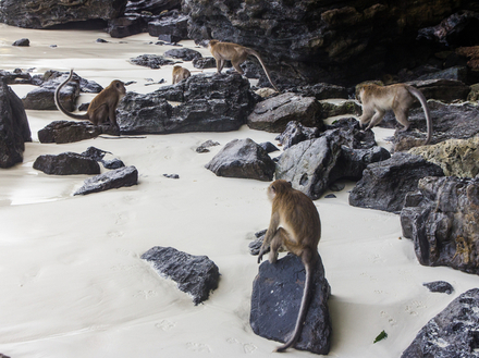 Cette plage offre une baignade entourée de singes dans leur habitat naturel. Cette plage offre une baignade entourée de singes dans leur habitat naturel.