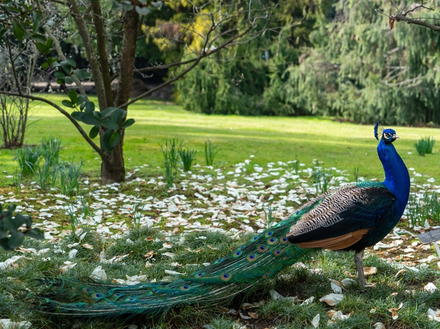 Paon dans les jardins d'Isola Madre