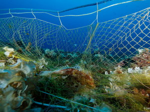 Les filets fantômes, fléau invisible des océans
