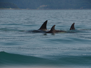 Halte à l'orque : récit d'une attaque, première partie 