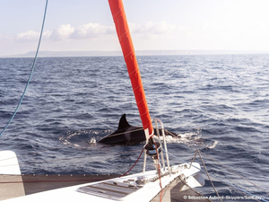 Rencontre avec une dizaine d'orques devant Gibraltar/Barbate pour le trimaran SailEazy