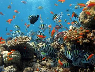 Qu'est-ce que la Journée Mondiale de l'Océan ?