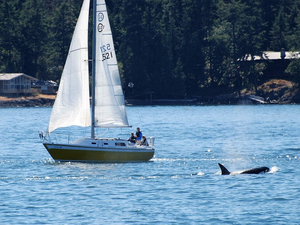 Halte à l'orque : une coupable inaction, quatrième partie 