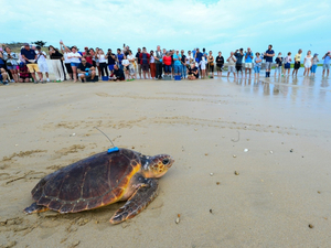 Sur l'Île de Ré, des tortues retrouvent l'océan après avoir été soignées