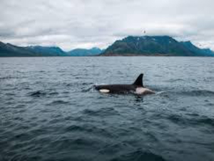 Le mystère des attaques d'orques, terreur des voiliers dans les eaux espagnoles