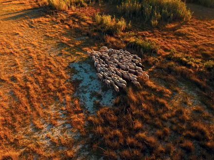 L'élevage de moutons, principale ressource de l'île pendant des siècles L'élevage de moutons, principale ressource de l'île pendant des siècles