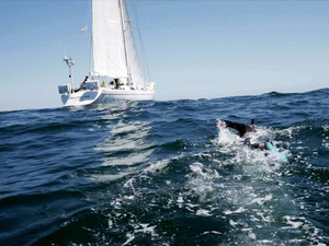 Benoît Lecomte : « nageur d'alerte » hors normes