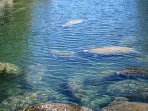Crystal River, le refuge des lamantins