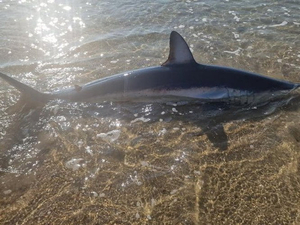 Hérault : un requin «mako» de deux mètres échoué sur une plage