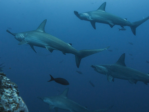 Costa Rica: alerte sur le danger d'extinction de requins-marteaux