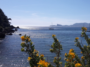 Canicule marine : pourquoi les températures de la mer sont-elles actuellement élevées ?