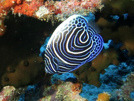 Ces eaux limpides abritent un des plus beaux poissons-ange empereur de Maurice Ces eaux limpides abritent un des plus beaux poissons-ange empereur de Maurice