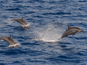  La protection des zones marines permettrait d'augmenter la pêche de 12%