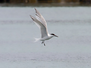 Cinq oiseaux de bord de mer à découvrir cet été
