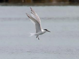 Cinq oiseaux de bord de mer à découvrir cet été