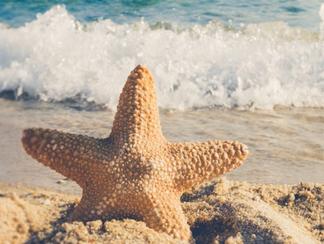 Les étoiles de mer : c'est quoi au juste ?