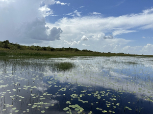 Voyage en Floride : Le parc national des Everglades